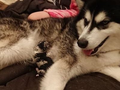 Alaskan malamute with puppy