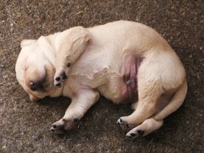 Cosmo, a yellow Labrador from a single puppy litter