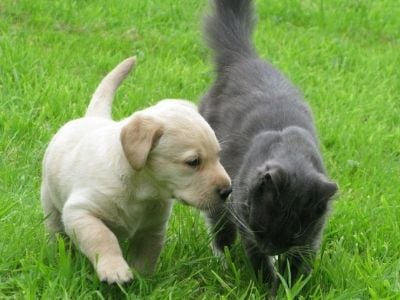 Cosmo and Taran, Labrador puppy with cat