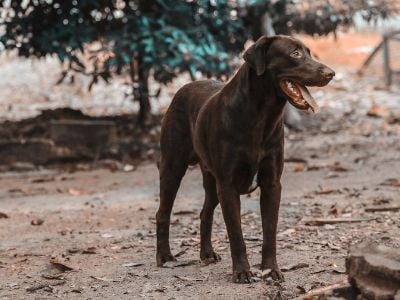 Chocolate Labrador dog