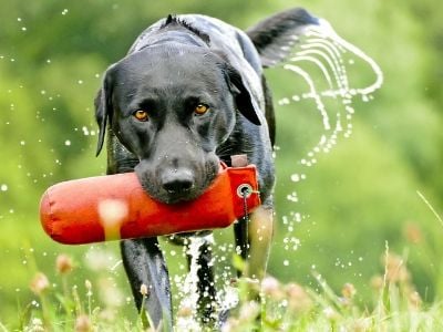 Black Labrador dog