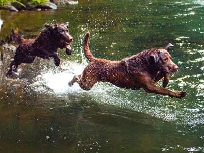 Chesapeake Bay retriever jumping into water