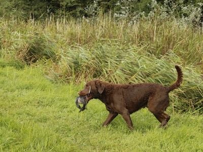 Chesapeake Bay retriever retrieving