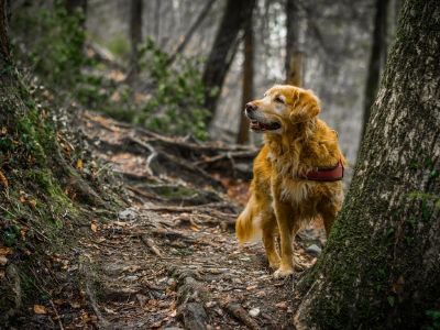 Golden retriever in woods