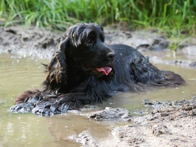 Cocker spaniel in the mud
