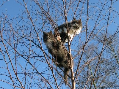 The two cats keeping lookout in a tree