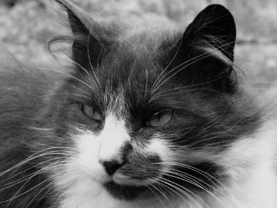 Ianto, the farm cat