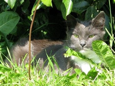 Taran, the farm cat as a kitten