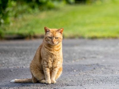 Ginger cat sat in the road