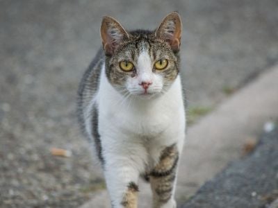 Cat on the road