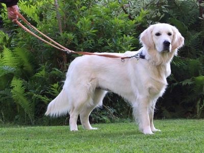 Golden retriever on lead