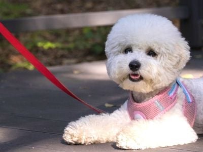 Bichon frise laying down