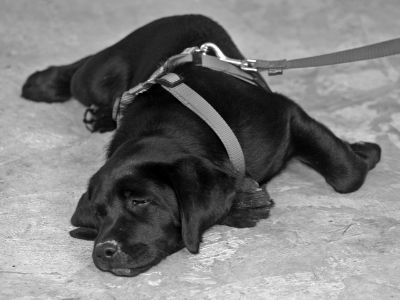 Labrador puppy laying down on lead