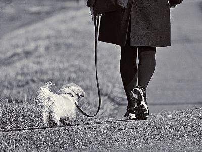 Dog walking to heel