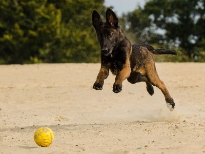 Young malinois puppy playing