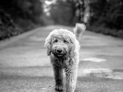 Goldendoodle dog