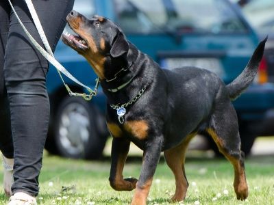 Rottweiler on lead