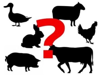 Meat And Animal Derivatives, And Why They Should Be Avoided - TP Blog