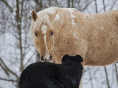 Horse facing a dog