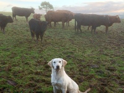 Labrador alongside livestock