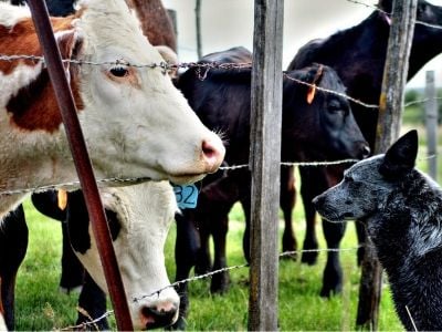 Dog meeting cattle