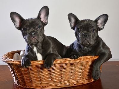 French bulldog puppies