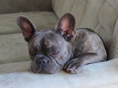 French bulldog on sofa