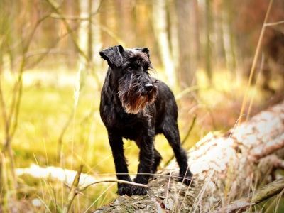 Miniature schnauzer on log