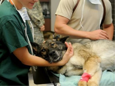 Dog on operating table at vets