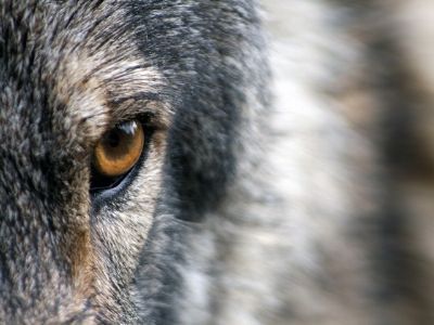 Grey wolf's eye