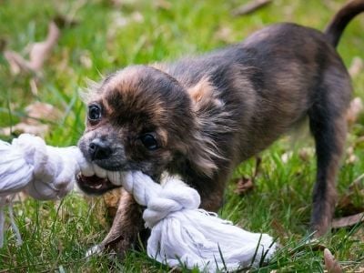 Chihuahua chewing on rope toy