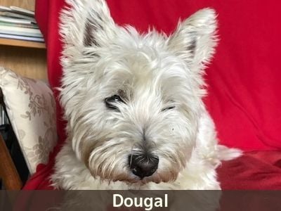 Dougal, the Westie