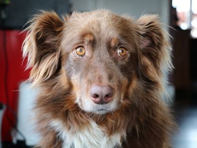 Guilty looking Australian shepherd dog