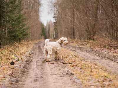 Dog on a woodland walk