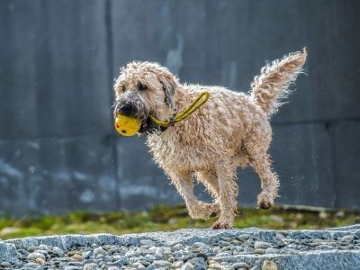 Dog retrieving a ball