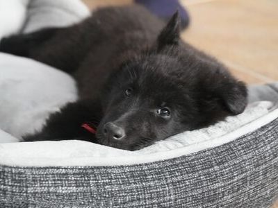 Belgian shepherd puppy in bed