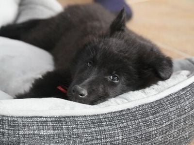 Belgian shepherd puppy in bed