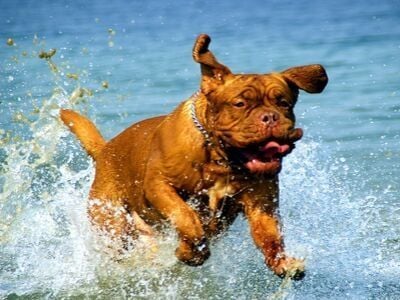 Dogue de Bordeaux running in the sea waves