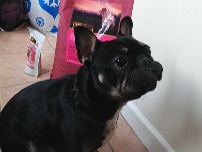 Cookie, the French bulldog