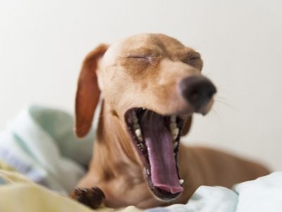 Dog yawning on bed