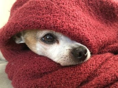 Dog hiding in blanket