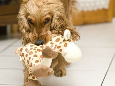 Cocker spaniel retrieving giraffe toy