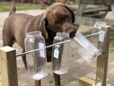 Chocolate Labrador playing mental game with bottles