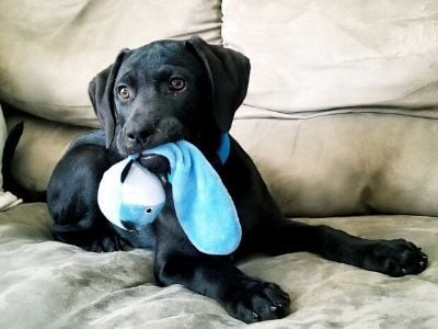 Black Labrador puppy with toy on sofa