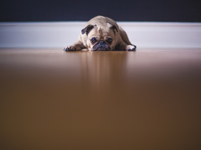 Pug dog lying on wooden floor