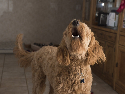 Labradoodle dog barking in house