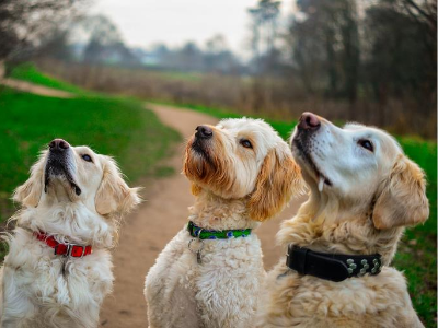 Dogs waiting for a treat