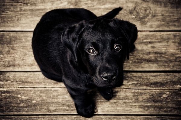 Black Labrador puppy