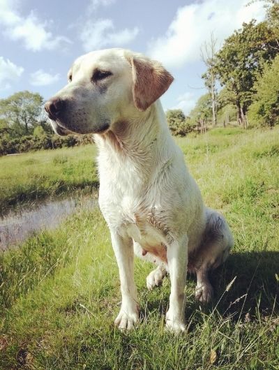 Eira, yellow Labrador