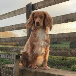 Ellie the cocker spaniel